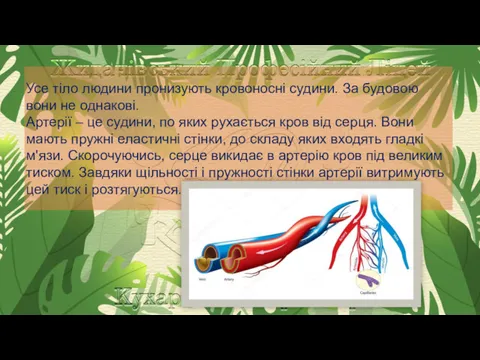 Усе тіло людини пронизують кровоносні судини. За будовою вони не