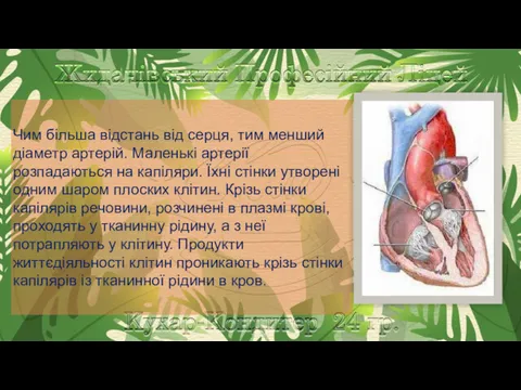 Чим більша відстань від серця, тим менший діаметр артерій. Маленькі