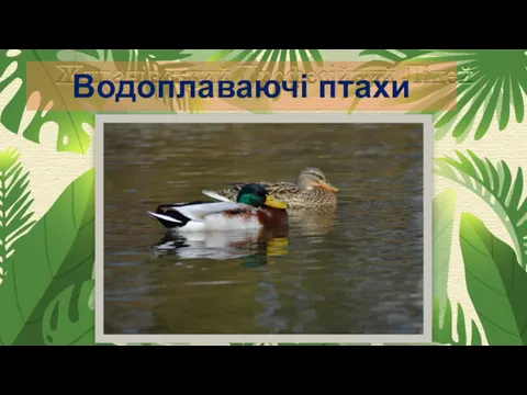 Водоплаваючі птахи