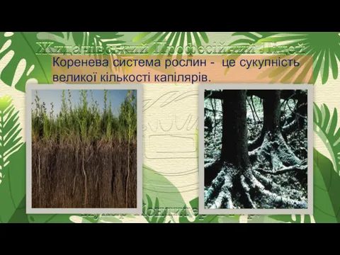 Коренева система рослин - це сукупність великої кількості капілярів.