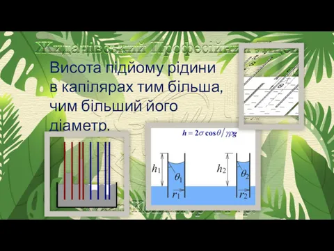 Висота підйому рідини в капілярах тим більша, чим більший його діаметр.