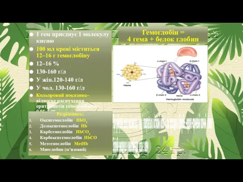 Гемоглобін = 4 гема + белок глобин 1 гем приєднує