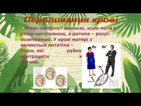 Переливання крові Резус-конфлікт виникає, коли мати є резус-негативною, а дитина