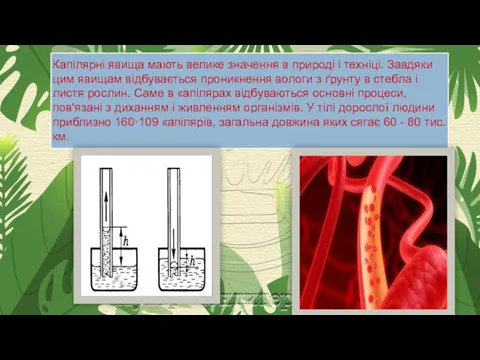 Капілярні явища мають велике значення в природі і техніці. Завдяки