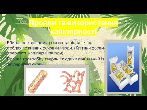 Прояви та використання капілярності Вбирання корінцями рослин та підняття по