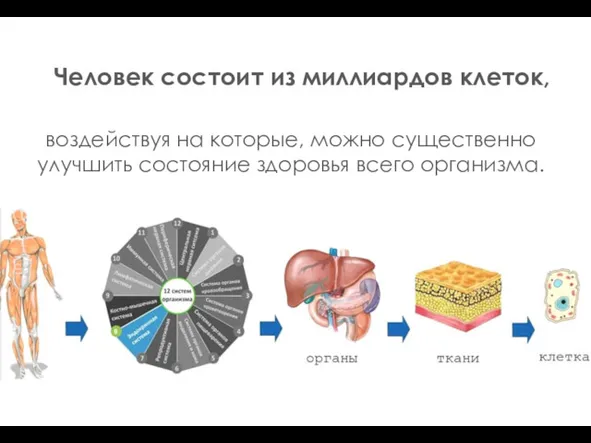 Человек состоит из миллиардов клеток, воздействуя на которые, можно существенно улучшить состояние здоровья всего организма.