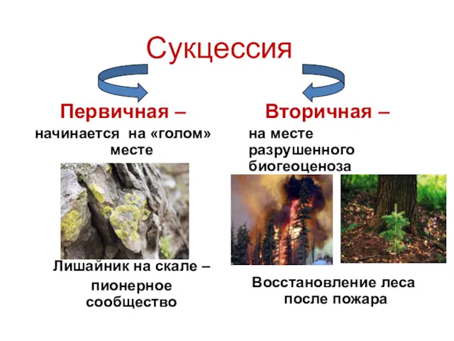 Сукцессия Первичная – начинается на «голом» месте Лишайник на скале