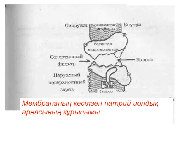 Мембрананың кесілген натрий иондық арнасының құрылымы