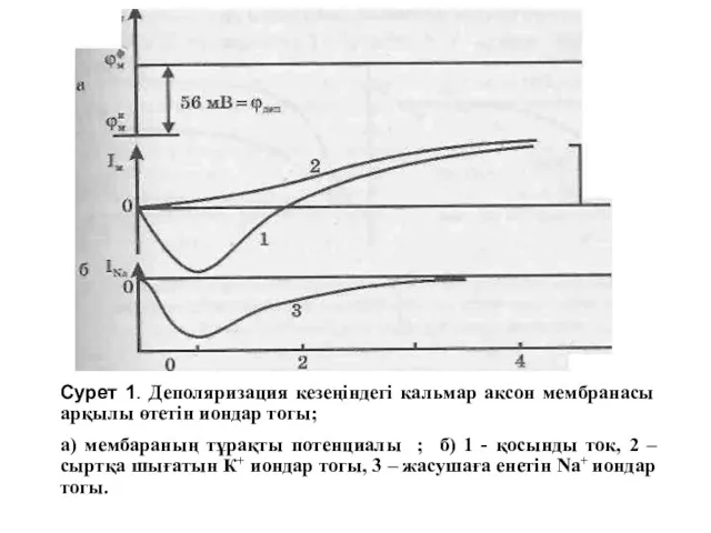 Сурет 1. Деполяризация кезеңіндегі кальмар аксон мембранасы арқылы өтетін иондар