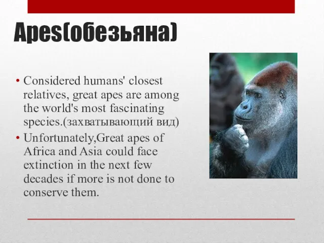 Apes(обезьяна) Considered humans' closest relatives, great apes are among the