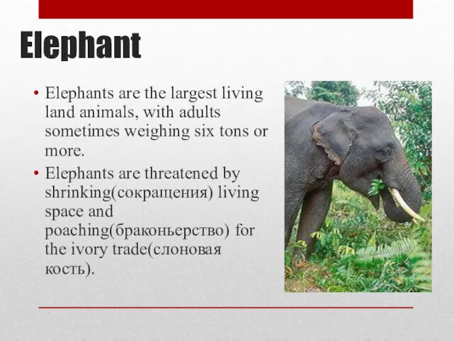 Elephant Elephants are the largest living land animals, with adults