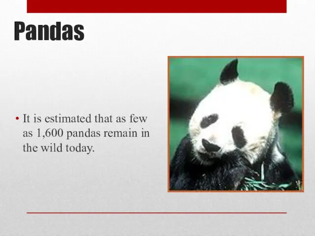 Pandas It is estimated that as few as 1,600 pandas remain in the wild today.