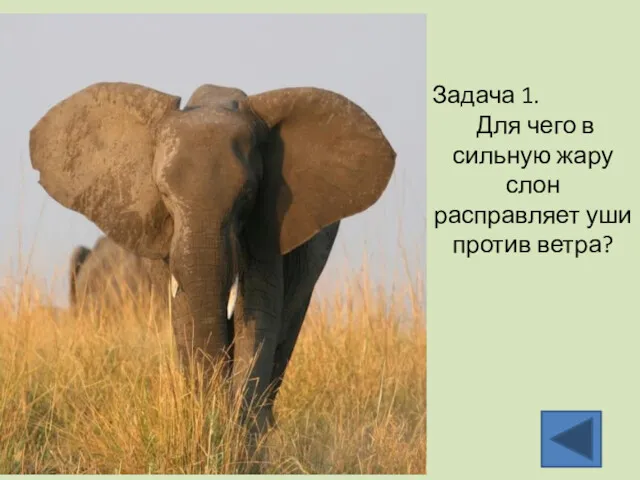 Задача 1. Для чего в сильную жару слон расправляет уши против ветра?
