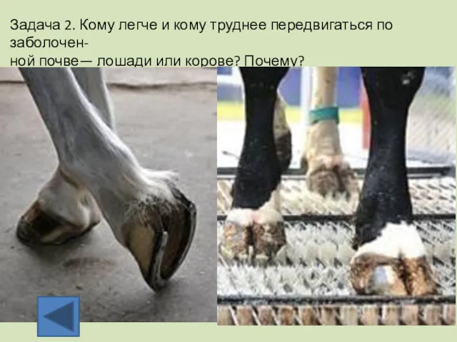 Задача 2. Кому легче и кому труднее передвигаться по заболочен- ной почве— лошади или корове? Почему?