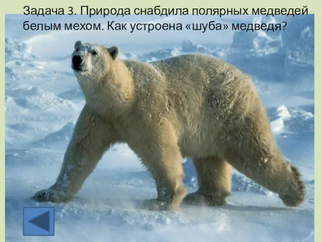 Задача 3. Природа снабдила полярных медведей белым мехом. Как устроена «шуба» медведя?
