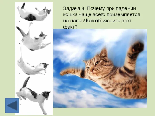Задача 4. Почему при падении кошка чаще всего приземляется на лапы? Как объяснить этот факт?