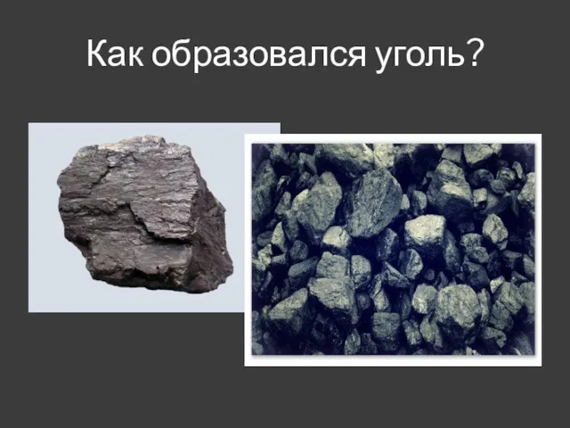 Как образовался уголь?