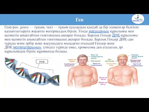 Ген(грек. genos — тұқым, тек) — тұқым қуалаудың қандай да