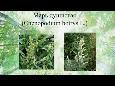 Марь душистая (Chenopodium botrys L.)