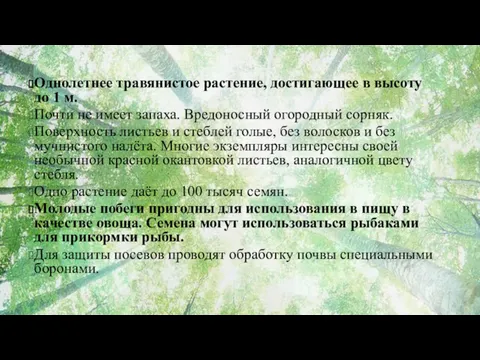 Однолетнее травянистое растение, достигающее в высоту до 1 м. Почти