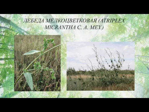 ЛЕБЕДА МЕЛКОЦВЕТКОВАЯ (ATRIPLEX MICRANTHA С. А. MEY.)