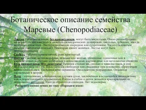 Листья – обычно цельные, без прилистников, могут быть мясистыми. Очень