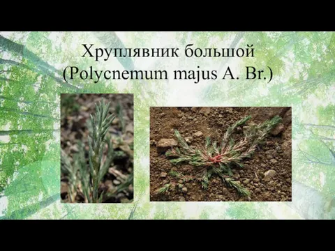 Хруплявник большой (Polycnemum majus A. Br.)