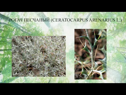 РОГАЧ ПЕСЧАНЫЙ (CERATOCARPUS ARENARIUS L.)