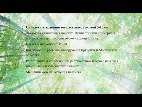 Однолетнее травянистое растение, высотой 5-15 см. Листья на удлиненных побегах.