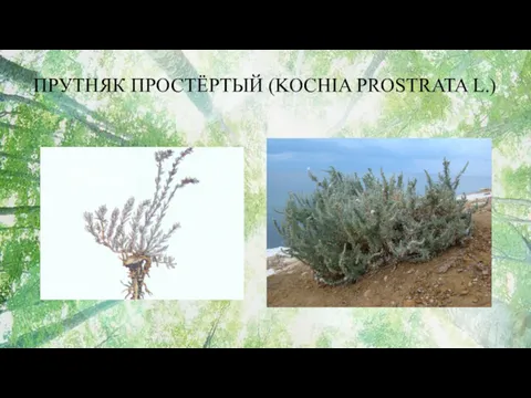 ПРУТНЯК ПРОСТЁРТЫЙ (KOCHIA PROSTRATA L.)