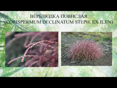 ВЕРБЛЮДКА ПОВИСЛАЯ (CORISPERMUM DECLINATUM STEPH. EX ILJIN)