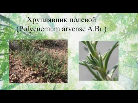 Хруплявник полевой (Polycnemum arvense A.Br.)