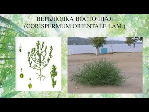 ВЕРБЛЮДКА ВОСТОЧНАЯ (CORISPERMUM ORIENTALE LAM.)