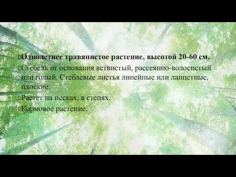 Однолетнее травянистое растение, высотой 20-60 см. Стебель от основания ветвистый,