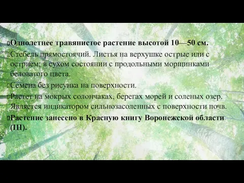 Однолетнее травянистое растение высотой 10—50 см. Стебель прямостоячий. Листья на