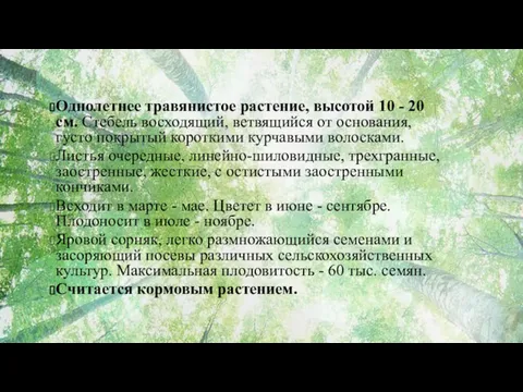 Однолетнее травянистое растение, высотой 10 - 20 см. Стебель восходящий,