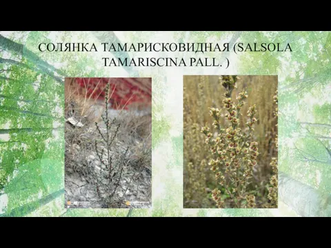 СОЛЯНКА ТАМАРИСКОВИДНАЯ (SALSOLA TAMARISCINA PALL. )