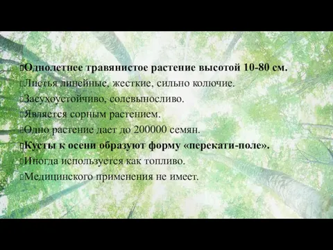 Однолетнее травянистое растение высотой 10-80 см. Листья линейные, жесткие, сильно