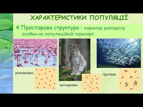 ХАРАКТЕРИСТИКИ ПОПУЛЯЦІЇ 4.Просторова структура – характер розподілу особин на популяційній території випадкова рівномірна групова