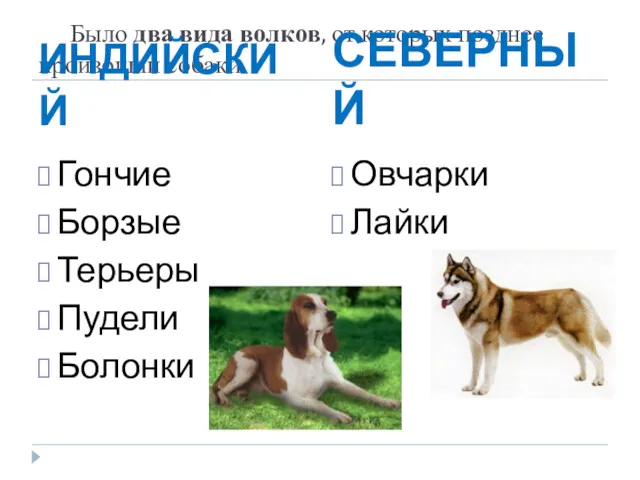 Было два вида волков, от которых позднее произошли собаки. ИНДИЙСКИЙ СЕВЕРНЫЙ Гончие Борзые