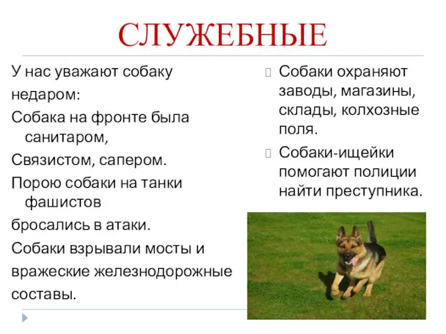 СЛУЖЕБНЫЕ У нас уважают собаку недаром: Собака на фронте была санитаром, Связистом, сапером.