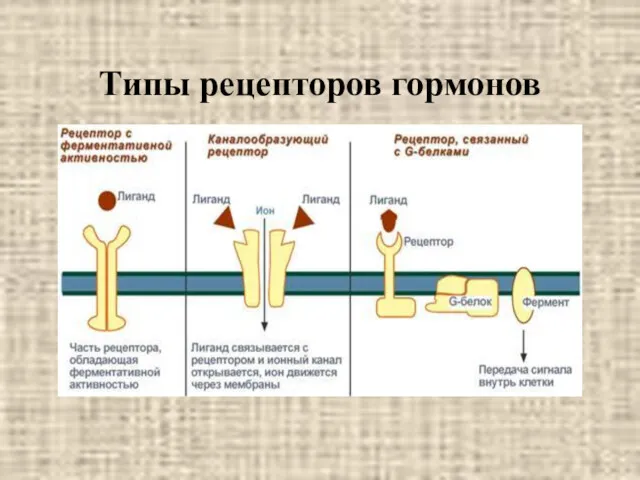 Типы рецепторов гормонов