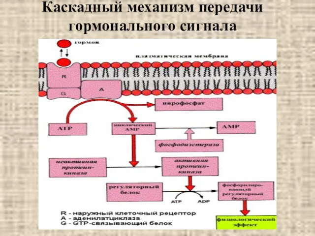 Каскадный механизм передачи гормонального сигнала