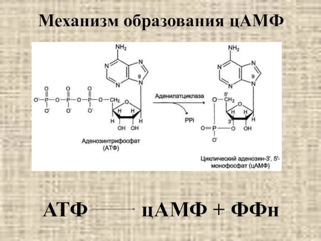 Механизм образования цАМФ АТФ цАМФ + ФФн