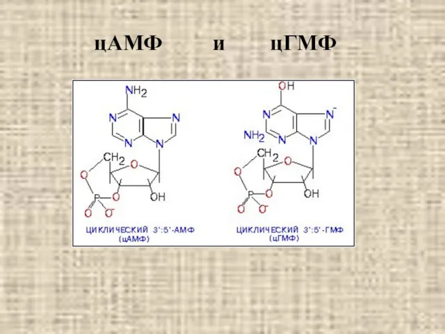 цАМФ и цГМФ