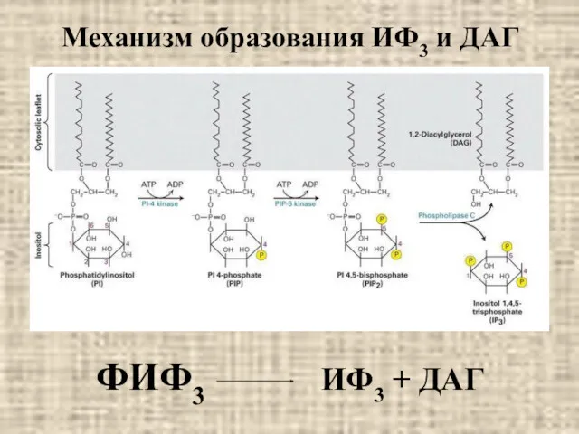 Механизм образования ИФ3 и ДАГ ФИФ3 ИФ3 + ДАГ