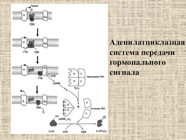 Аденилатциклазная система передачи гормонального сигнала