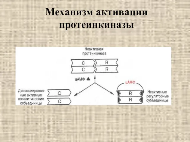 Механизм активации протеинкиназы