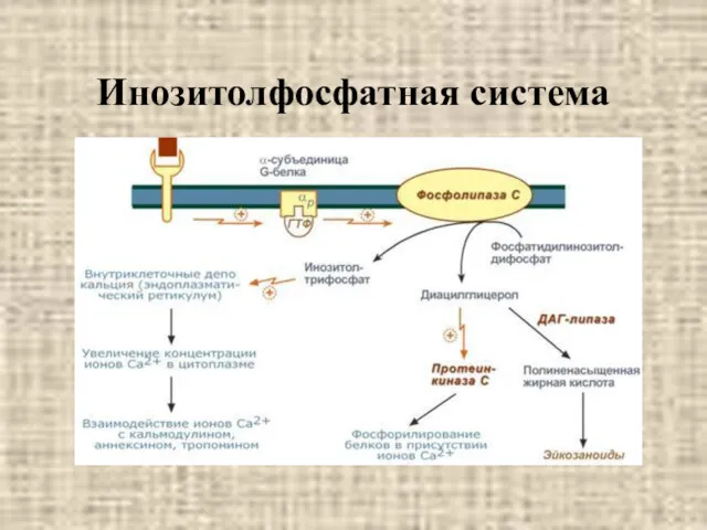 Инозитолфосфатная система