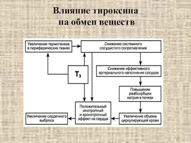 Влияние тироксина на обмен веществ